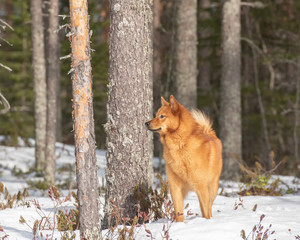 Young Finnish Spitz standing in boreal forest on a sunny winter day