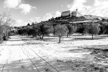 View of Assisi town (Umbria) in winter, with a field with olive trees covered by snow and sky with white clouds