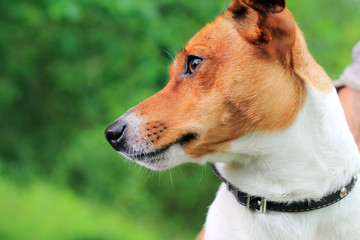 портрет собаки