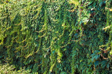Wall covered with green and yellow leaves of wild grape. Natural background