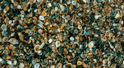 Sea Shells Seashells Panorama - assorted shells / pebbles - background texture.