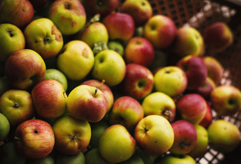 Bunch of Organic Apples