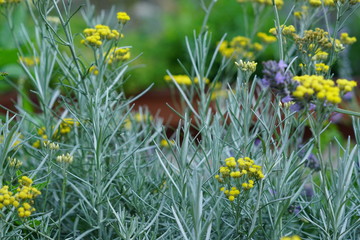 blooming yellow curry plant. Spice herb for culinary and aroma