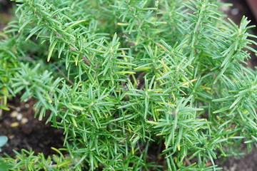 close up of growing rosemary plant. Spice herb for culinary and aroma