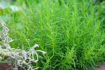 close up of growing rosemary plant. Spice herb for culinary and aroma