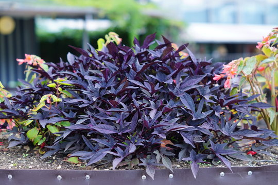 growing ipomea batatas plant for garden decoration