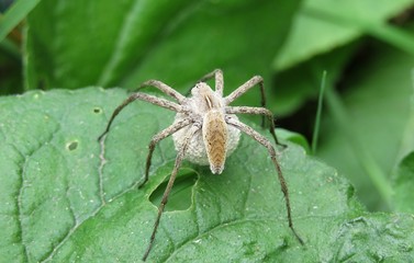 Nursery spider on green leaf background in the garden, closeup