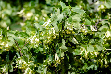 Fototapeta na wymiar Branch of Linden blossoms closeup 