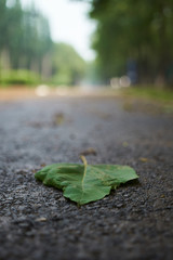 leaf on ground