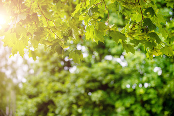 Green nature background with maple leaves 