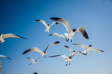 Seagulls wait food