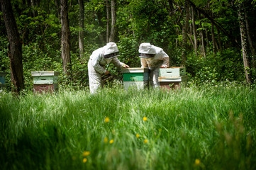 Obraz na płótnie Canvas Beekeeper working collect honey. Beekeeping concept.