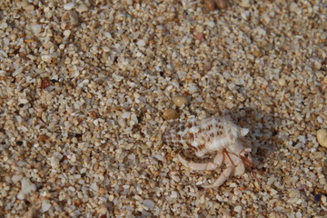 沖縄の浜辺　ヤドカリ