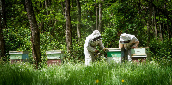 Beekeeper working collect honey. Beekeeping concept.