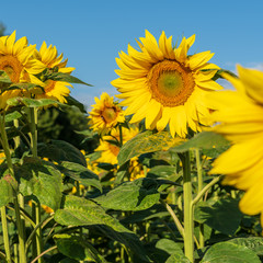 Sunflowers at dawn