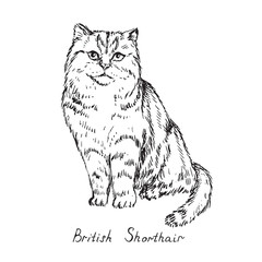 British shorthair, cat breeds illustration with inscription, hand drawn doodle, sketch, outline black and white vector