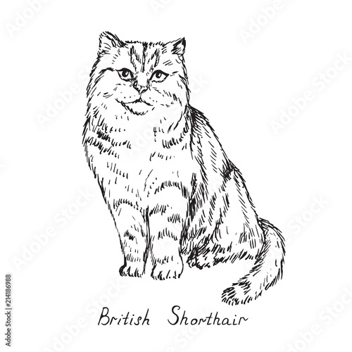 British Shorthair Cat Breeds Illustration With Inscription