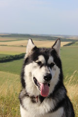 Husky