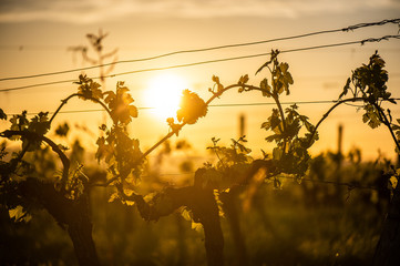 Young branch with sunlights in Bordeaux vineyards