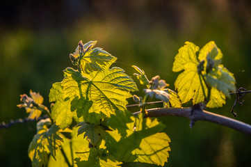Young branch with sunlights in Bordeaux vineyards