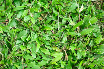 Closeup nature view of green leaf in garden at summer under sunlight,Natural green plants landscapeusing