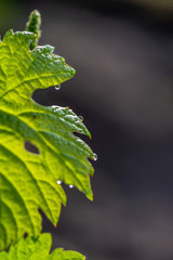 Young branch with sunlights in Bordeaux vineyards