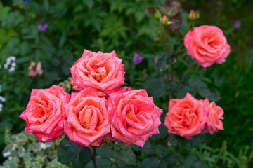 Beautiful pink rose in a garden