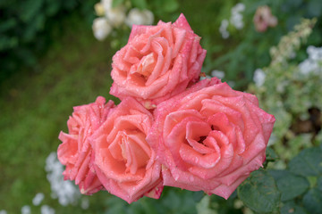 Beautiful pink rose in a garden