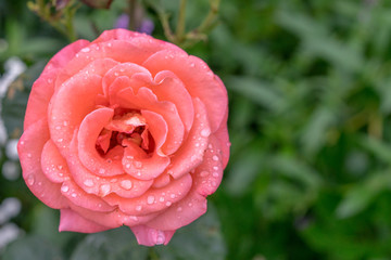 Beautiful pink rose in a garden