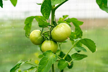Yellow and green tomatoes growing in a home greenhouse. Home-grown organic tomatoes