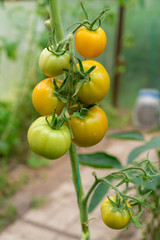 Yellow and green tomatoes growing in a home greenhouse. Home-grown organic tomatoes