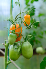Yellow and green tomatoes growing in a home greenhouse. Home-grown organic tomatoes