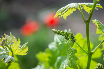 Young branch and poppies with sunlights in Bordeaux vineyards