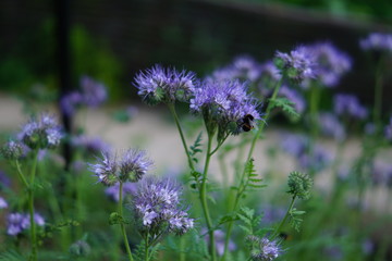 bees on violet flowers in the garden