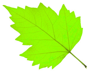 feuille sèche d'automne 