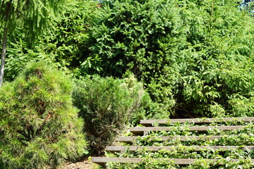 Old wooden stairway in the park