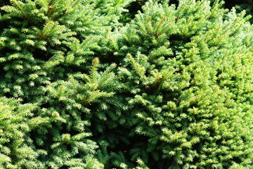 natural background of pine branches