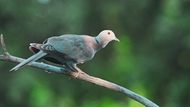 Collared dove or Streptopelia decaocto on branch