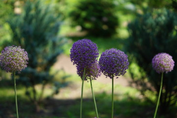 Obraz premium blooming Allium flower in the garden