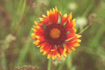 Blooming Gaillardia flowers, asters family. Flowering of chamomile Gerbera for nature background.