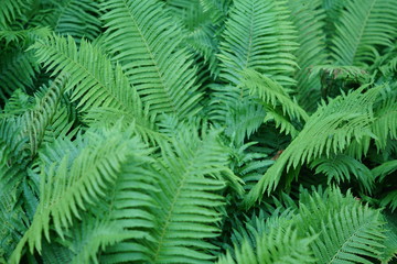 fern in the woods. Nature background