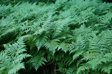 fern in the woods. Nature background