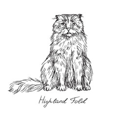 Highland Fold, cat breeds illustration with inscription, hand drawn doodle, sketch, outline black and white vector