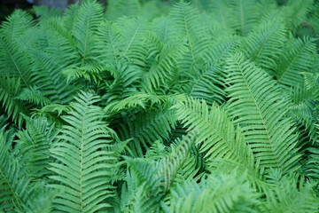 Fototapeta na wymiar fern in the woods. Nature background