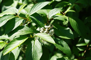 wild non eatable white berries in a forest