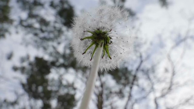 Dandelion seeds being blown in the wind. Slow motion. HD