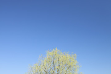 Obraz premium 青空と新緑