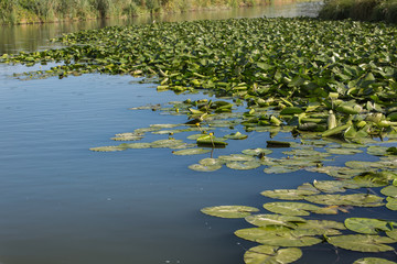 Mincio River in Mantua with Many Lotus Flower Green Leaves, Italy