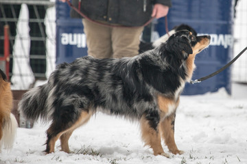 Portrait of Australian Shepherd Dog in Belgium