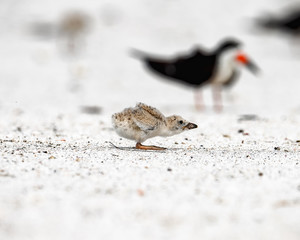 Black skimmer chick practicing flight